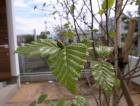 主庭は樹木だらけ。白樺(ジャクモンティー)やマルバノキ、ツリバナなど植えました。 主庭は樹木だらけ。白樺(ジャクモンティー)やマルバノキ、ツリバナなど植えました。