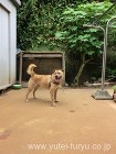 愛犬の脚にも優しい 愛犬の脚にも優しい
