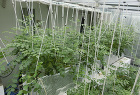 Natural-light growth cabinet Natural-light growth cabinet