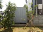 さいたま市 S様邸 植栽(左ハイノキ、右常緑ヤマボウシ) さいたま市 S様邸 植栽(左ハイノキ、右常緑ヤマボウシ)