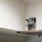 猫と暮らすマンションリノベーション 京都市左京区 N邸 猫と暮らすマンションリノベーション 京都市左京区 N邸