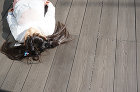 あやかの彩木探訪!<br>4月はウッドデッキに胸膨らませる季節? あやかの彩木探訪!<br>4月はウッドデッキに胸膨らませる季節?