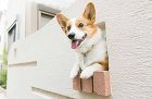 小窓から顔を出すワンちゃん 小窓から顔を出すワンちゃん