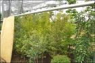 自社植木ファーム 自社植木ファーム