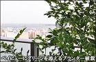 ベイビューのバルコニーに緑を添えるプランター植栽-江東区A様邸 ベイビューのバルコニーに緑を添えるプランター植栽-江東区A様邸