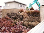 大量のサツキ苗 大量のサツキ苗