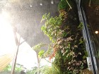 和風庭園を壁に・・。壁面緑化エントランス... IMG_0032