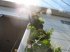 盆栽には苔を・・・。　春日井市アラハシラ... IMG_7261