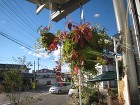 盆栽には苔を・・・。　春日井市アラハシラ... IMG_1544