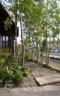桜小町 アプローチ 桜小町 アプローチ