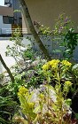 山野草の花壇 山野草の花壇