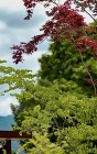 野村モミジ ヤマボウシ 野村モミジ ヤマボウシ