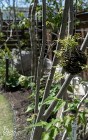 シダの苔玉 シダの苔玉
