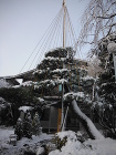 雪吊り 雪吊り