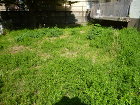 施工事例_2104除草02前|稲葉造園 施工事例_2104除草02前|稲葉造園