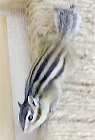 シマリス シマリス
