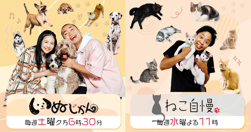 ねこ自慢 猫好き建築士が保護猫施設を大改造!