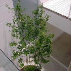 Sz-residence 2004 - ...