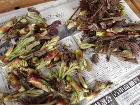 春の山菜の色 春の山菜の色