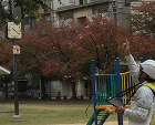 樹木調査 樹木調査