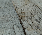 Fence Wood White | P...