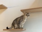 「猫と暮らす小さな家」の竣工写真をアップ...