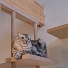 works - 株式会社ギルド・デザイン... https://www.guild-design.com/gdn/wp-content/uploads/2017/06/neko_top_thum-e1498028395515.jpg