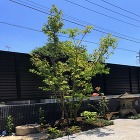 シンボルツリーとして植えたイロハモミジ