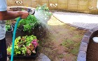 芝生に水やり