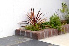 レンガ花壇にコルジリネを植栽