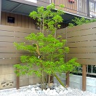 樹形が美しい株立ちのソヨゴ