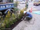 店舗兼住宅の外構植栽 ウッドチップ敷