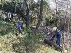 伐採作業（危険木の伐採） 専門担当が施工します