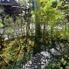 No.235 在来種の植栽の庭　日影良孝... 施工後（22）