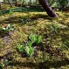 No.235 在来種の植栽の庭　日影良孝... 施工後（33）