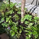 No.235 在来種の植栽の庭　日影良孝... 施工後（34）