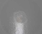 ルメアコートER(薄膜型水性エポキシ樹脂... ルメアコートEP