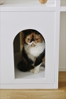 やっぱり猫がすき！デザイナー集団の家 |...