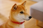 穏やかな時間を愛犬とともに | リノベー...