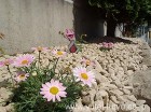 花壇を防草･防犯砂利で雑草対策 | 福岡...
