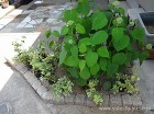 北九州市 庭リフォーム施工事例｜雑草対策...