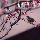 田中正夫建築設計事務所 挿絵:梅と鶯