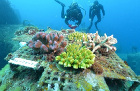Coral Net | Pick Up ... 図版: