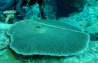 Coral Net | Pick Up ... 図版: