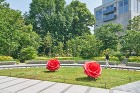 ROSE WEEK 2018 TORAF...