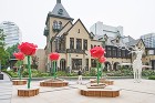 ROSE WEEK 2018 TORAF...