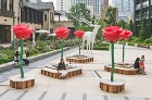 ROSE WEEK 2018 TORAF...