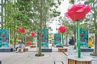 ROSE WEEK 2018 TORAF...