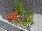 片開き 門扉 YKKAP シャローネSB... ゴロタ石 花壇下草 低木 植栽