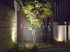 シンボルツリー シマトネリコ 常緑樹 植...
